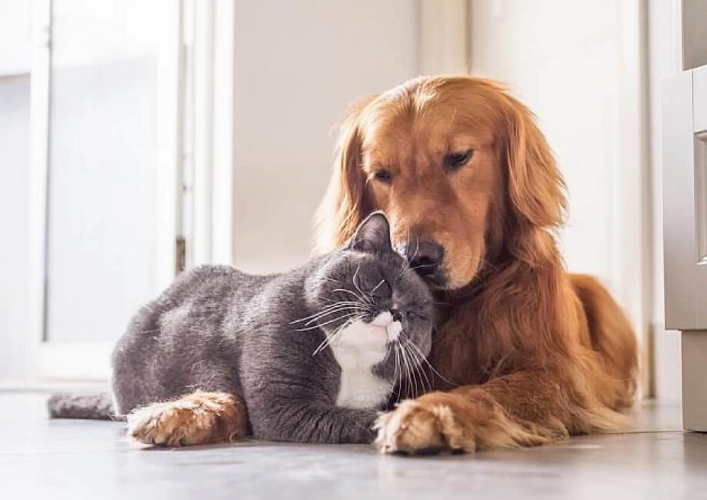 How to Make Your Home Pet-friendly? - Provident Estate