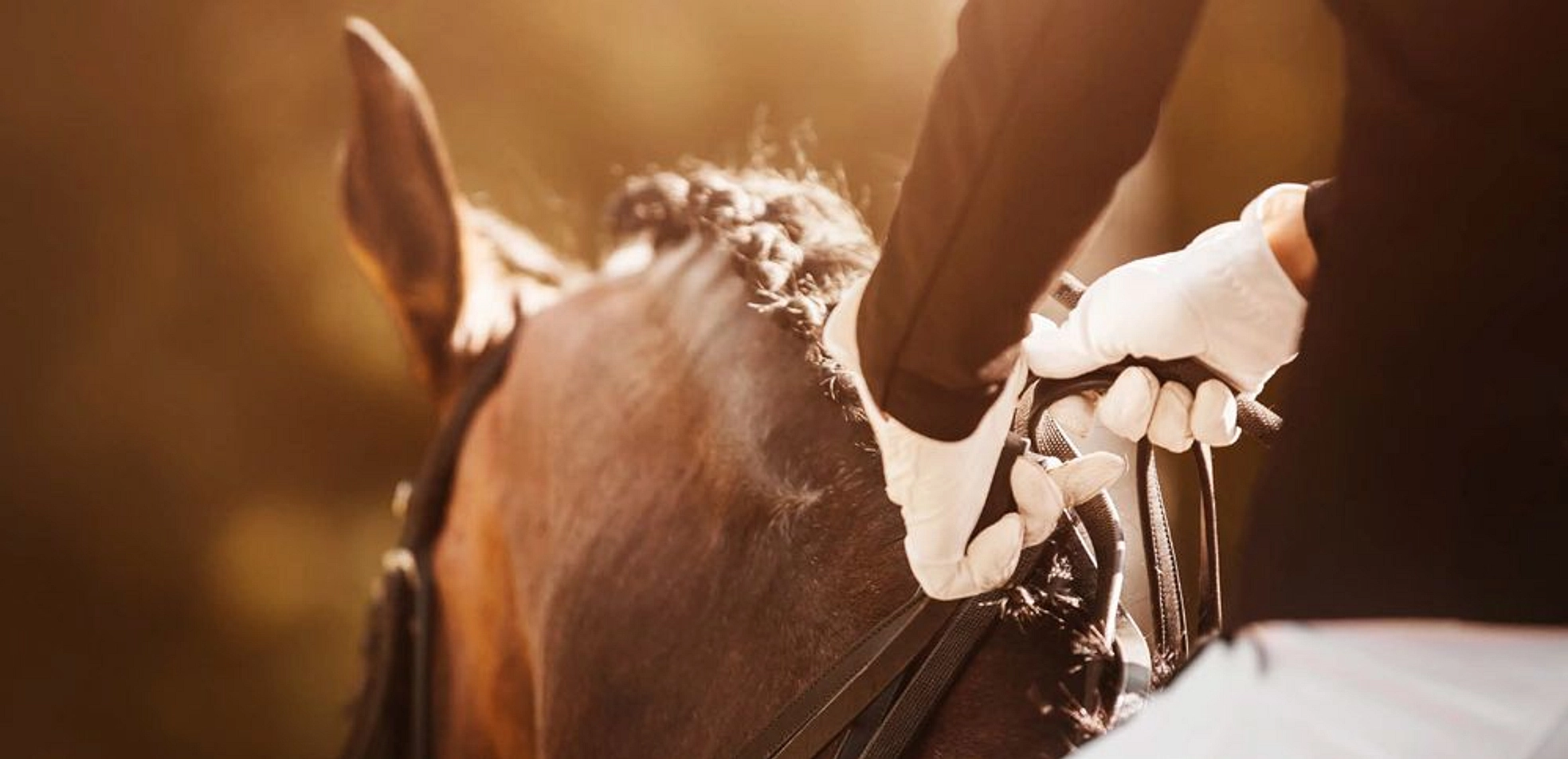 banner-video - Provident Estate